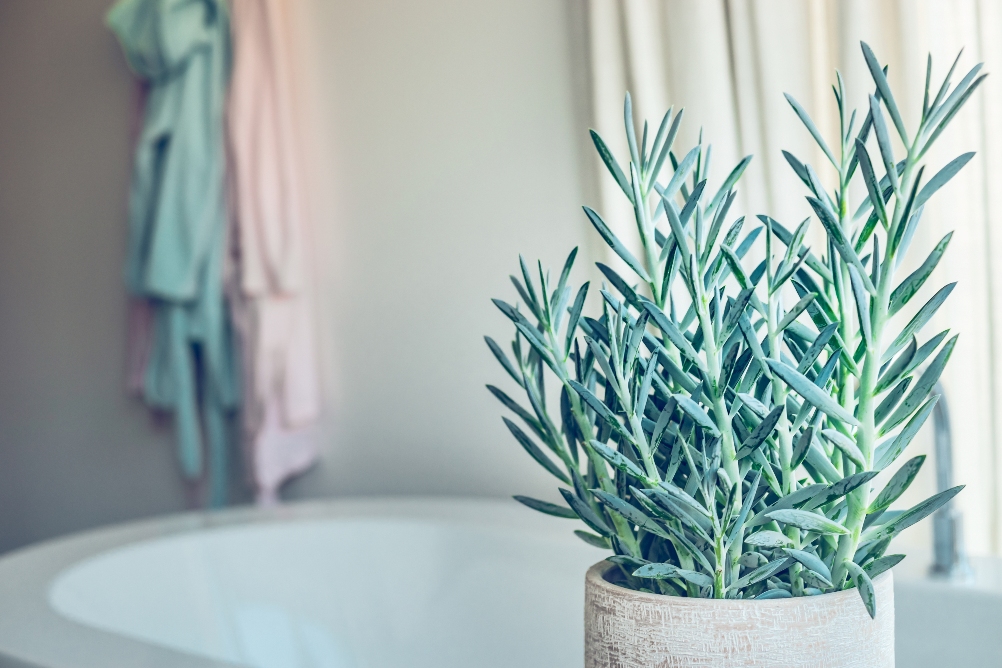 house green plant succulent Senecio serpens or Blue Chalksticks in bathroom close up