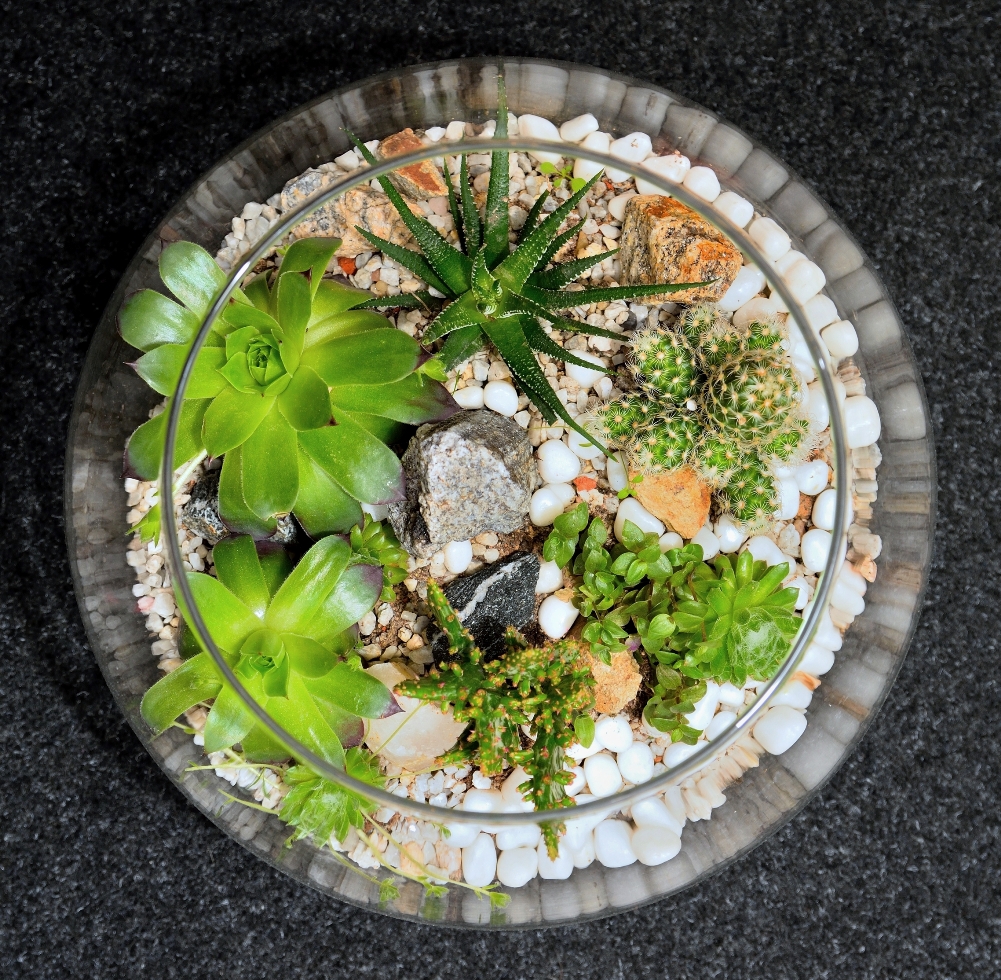 table top indoor decorative miniature garden in clear glass bubble with cactuses and succulents. Decorative glass vase with succulent and cactus plants glass interior terrarium with succulents and cacti