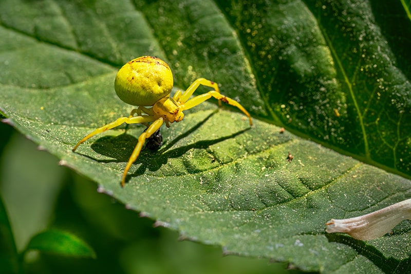 Garden Pests avoid garden pests