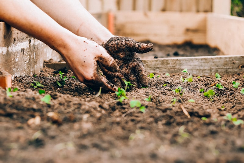Gardening Tips making an amazing garden